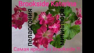 Лучшие сортовые пеларгонии . Миниатюрная пеларгония Brookside Katerina.Самая яркая из Brookside?!