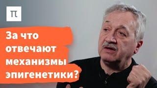 Механизмы эпигенетического наследования — Сергей Киселев / ПостНаука