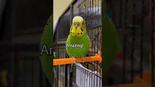 Talking Parakeet Says 33 Words in Under a Minute! - Boba the Budgie