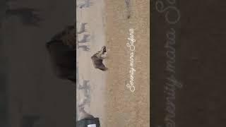 Cheetahs killing wildebeest #youtubeshorts #shorts #viral