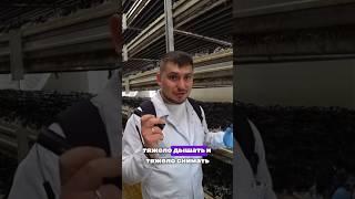 Интересный грибной бизнес. Работа с природой #грибы #бизнес #выращивание #шампиньоны #farming