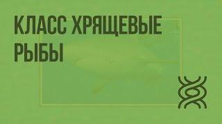 Класс Хрящевые рыбы. Видеоурок по биологии 7 класс