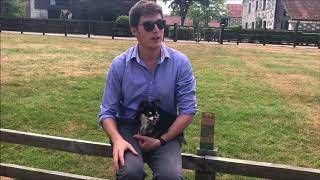 Pet Parent Review - Dog Rocks