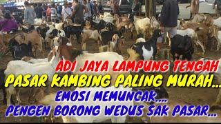 TERIAK BORONG SEMUA KAMBING DI PASAR ADI JAYA LAMPUNG TENGAH