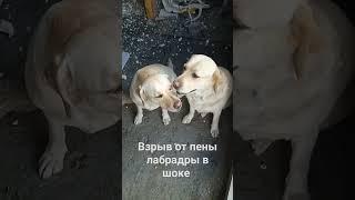 Взрыв от пены #labrador