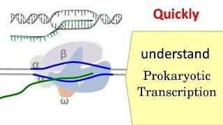 Transcription in prokaryotes