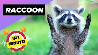 Raccoon - In 1 Minute!  One Alternative Animal To Have As A Pet | 1 Minute Animals