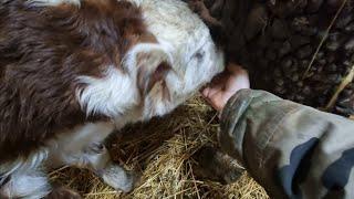 ПОДСАЖИВАЕМ ТЕЛЕНКА К КОРОВЕ, Помогаем сосать молозиво в первые часы жизни...