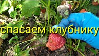 Что делать? серая гниль ягоды клубники