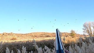 2024 ÖRDEK AVI (BEHRİ). ARAP HEPSİNİ TOPLADI #duckhunting #hunting #gopro11