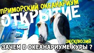 Запрещённое видео! Приморский океанариум- открытие без Путина. Запуск новых обитателей в аквариум.