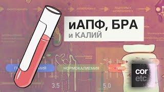 Почему иАПФ и БРА (сартаны) повышают уровень калия крови?