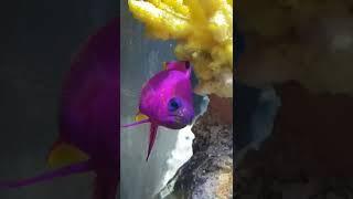 Exotic Coral Reef Fish!  #shorts #fish #coralreef #explore #viral