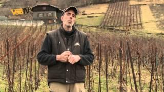 Gringet : vin de Savoie cultivé en biodynamie