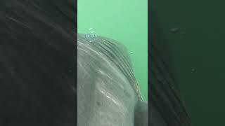 Great White Shark With Tiny Claspers