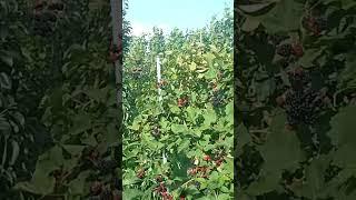 Плодоношення ожини #садок #garden #farming #хобі