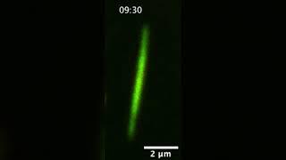 Protein Discovery Sheds New Light on Cellular Behavior