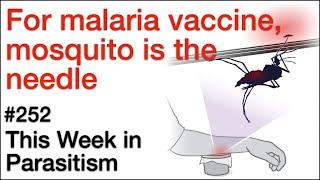 TWiP 252: For malaria vaccine, mosquito is the needle