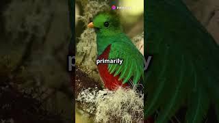 Quetzal!!      #feed #facts #fyp #viralvideo #fact #animals #quetzal #shorts #shortsvideo #ytshorts