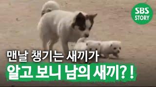 A dog 'Wangseobang' that takes care of other dog's babies. Animal Farm| SBS Story