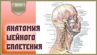 Видеокурс по анатомии человека. Формирование спинномозгового нерва и шейное сплетение