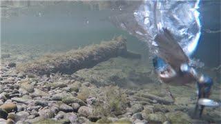 Eisvogel fängt einen Fisch (Unterwasseraufnahme) / Common kingfisher catching fish (underwater shot)