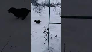 собака-забияка