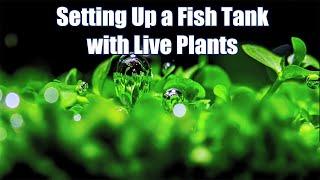 Setting Up a Fish Tank with Live Plants | Aquarium Plant - from senzeal.com