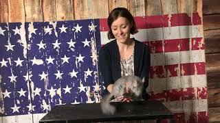 K18 Bella Blue Diamond Female Chinchilla