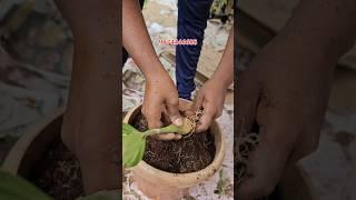 Adenium plant online sell | very low price | desert Rose collection