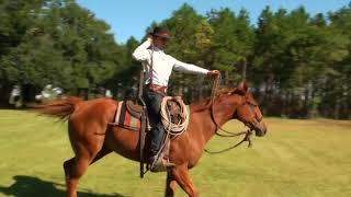 How To Create Life And Energy In Your Horse