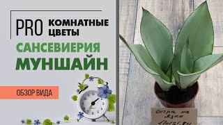 Сансевиерия Муншайн  - редкая и эффектная экзотическая сансевиерия | Не обычный щучий хвост