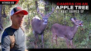 I Put a Trail Camera on an Apple Tree - Here's What I Found | Bowhunting Whitetails w/ Bill Winke