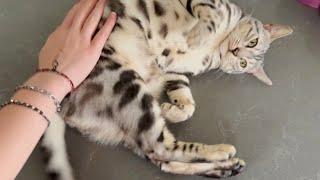 What Makes Bengal Cats Enjoy Belly Pats So Much