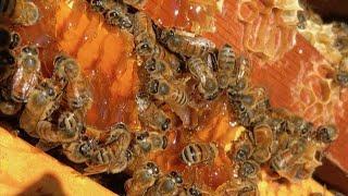 Hive Inspection and Re-Queening