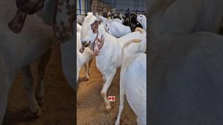 Beautiful Moments with Goats️ #bakraeid #bakraeid2026 #bakraeidspecial #bakra #goats #trending