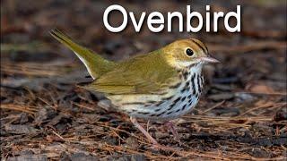 Ovenbird - A Bird You Should Know