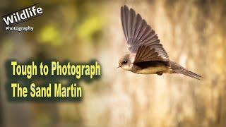 UK Wildlife and Nature Photography | Photographing the Sand Martin