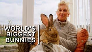 Meet the world's biggest bunnies