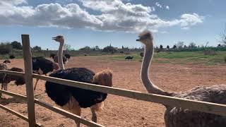 Страусиная ферма на Майорке: Artestruz. Ostrich Farm in Mallorca.