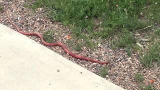 Red Racer Snake