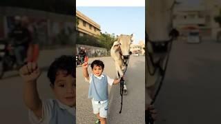 Maaz safder son with Cow #trending #maazsafder #shorts