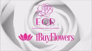 Our Premium Grower EQR- EQR Roses from Ecuador