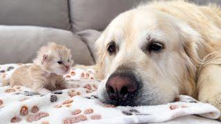 Newborn Kitten opens its eyes for the First Time and sees a Golden Retriever!