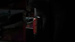 Кот и Кола Coca cola