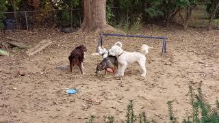 Hildy, Ginzie, & Fisky While Irish Tries To Cut In To Flirt