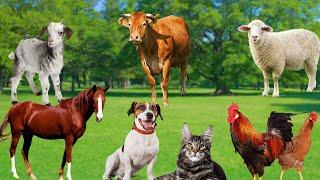 Cute Little Animals - Cats, Dogs, Ducks, Rabbits, Turtles, Chickens, Goats,...