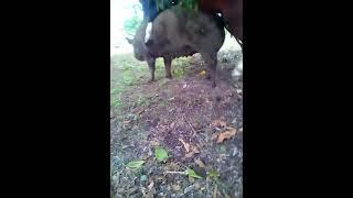 horse mating pig