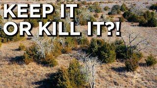 Managing Eastern Red Cedars For Deer Bedding!