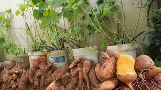 Delicious - Sweet - Juicy - Unexpectedly, growing ginseng (Yacon )at home is so easy